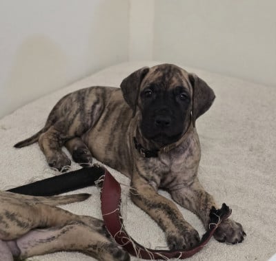 Les chiots de Dogue allemand