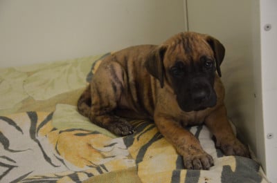 Les chiots de Dogue allemand