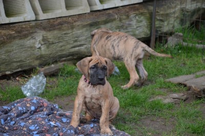 Les chiots de Dogue allemand