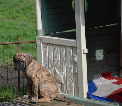 Les chiots de Dogue allemand