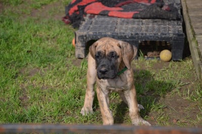 Les chiots de Dogue allemand