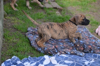 Les chiots de Dogue allemand