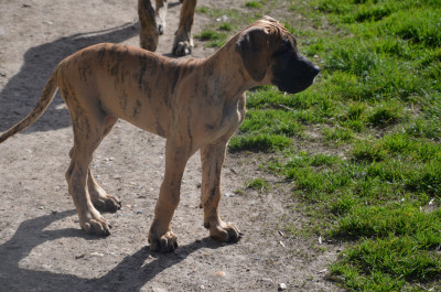 Les chiots de Dogue allemand