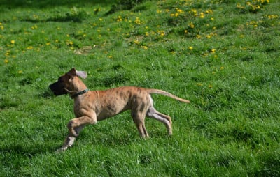 Les chiots de Dogue allemand