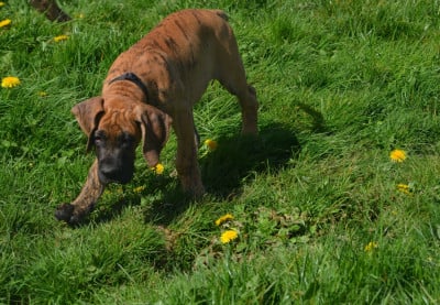 Les chiots de Dogue allemand