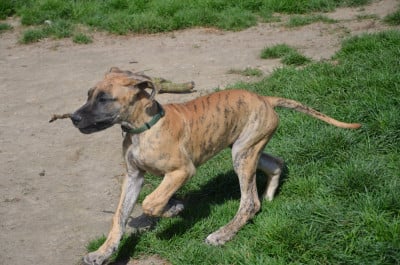 Les chiots de Dogue allemand