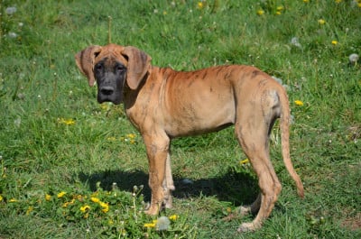 Les chiots de Dogue allemand
