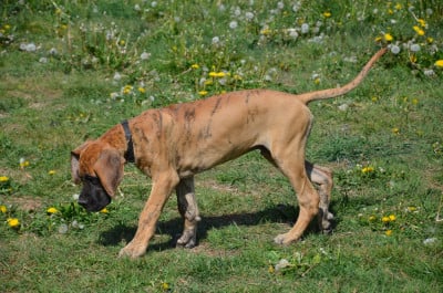 Les chiots de Dogue allemand