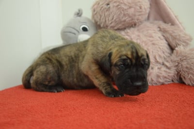 Les chiots de Dogue allemand