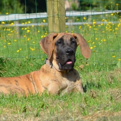 Les chiots de Dogue allemand