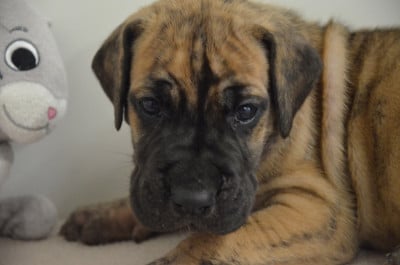 Les chiots de Dogue allemand