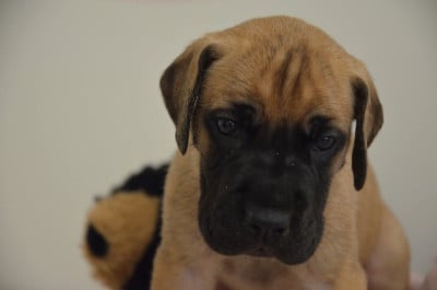 Les chiots de Dogue allemand