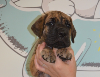 Les chiots de Dogue allemand