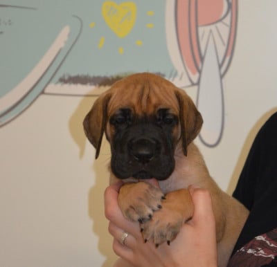 Les chiots de Dogue allemand