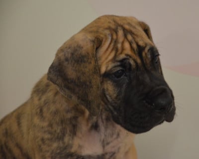 Les chiots de Dogue allemand