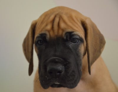 Les chiots de Dogue allemand