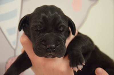 BASIL - Dogue allemand