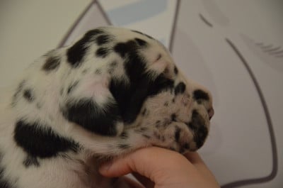 Les chiots de Dogue allemand