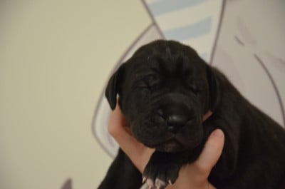 Les chiots de Dogue allemand