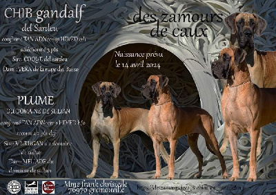 Dogue allemand - Des Zamours De Caux