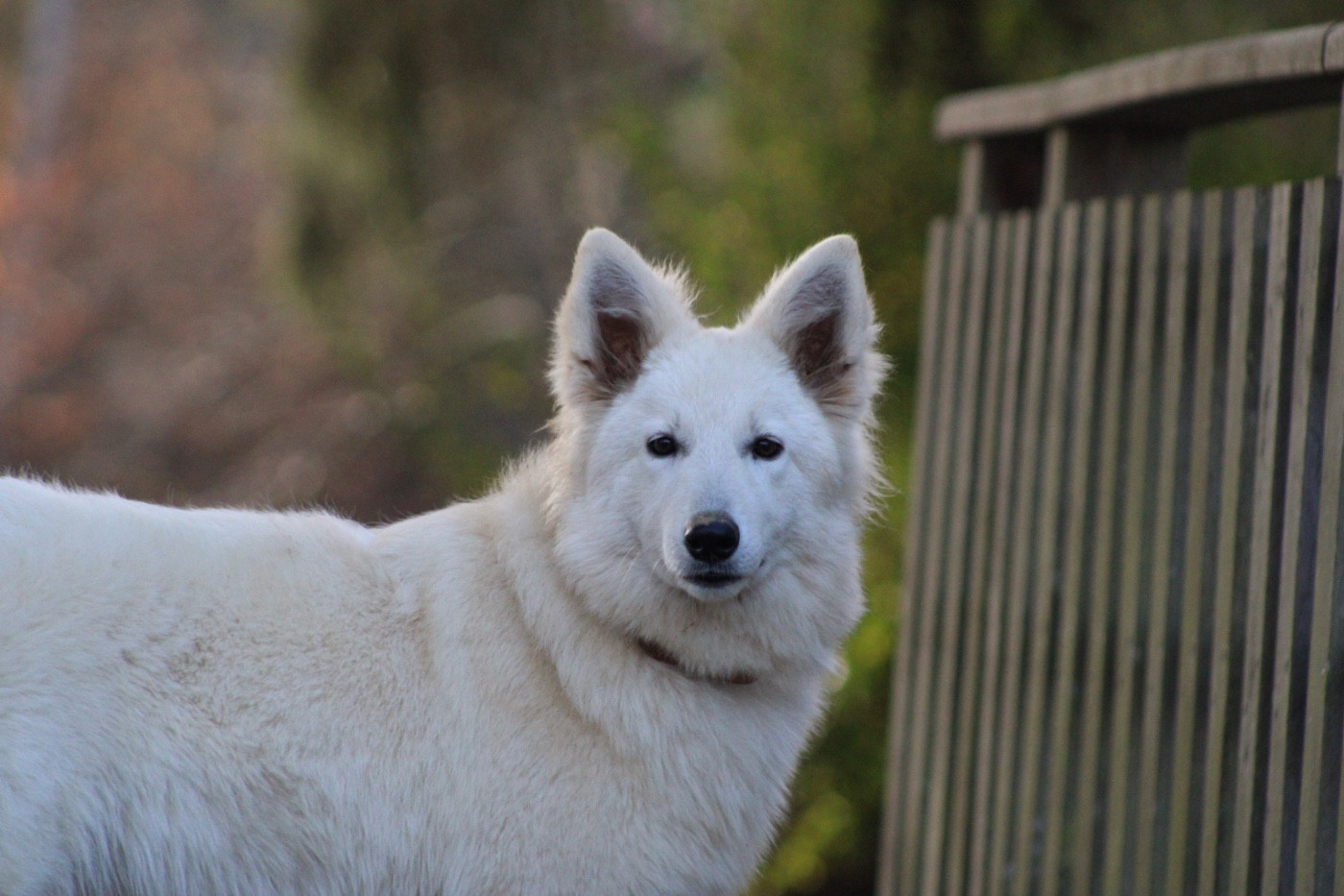 Publication : Des Traces De Loup