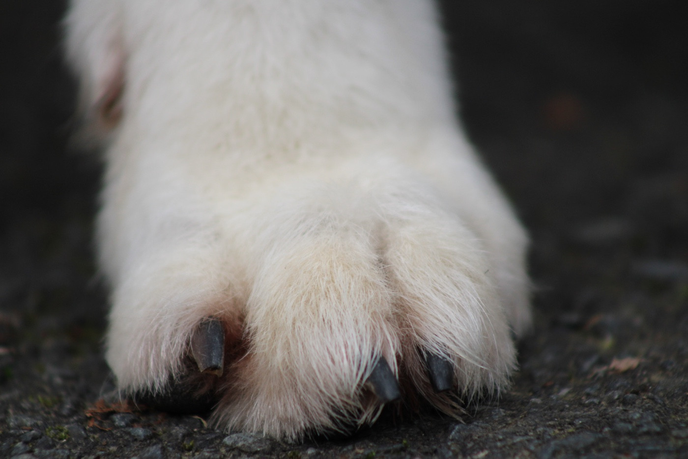 Publication : Des Traces De Loup