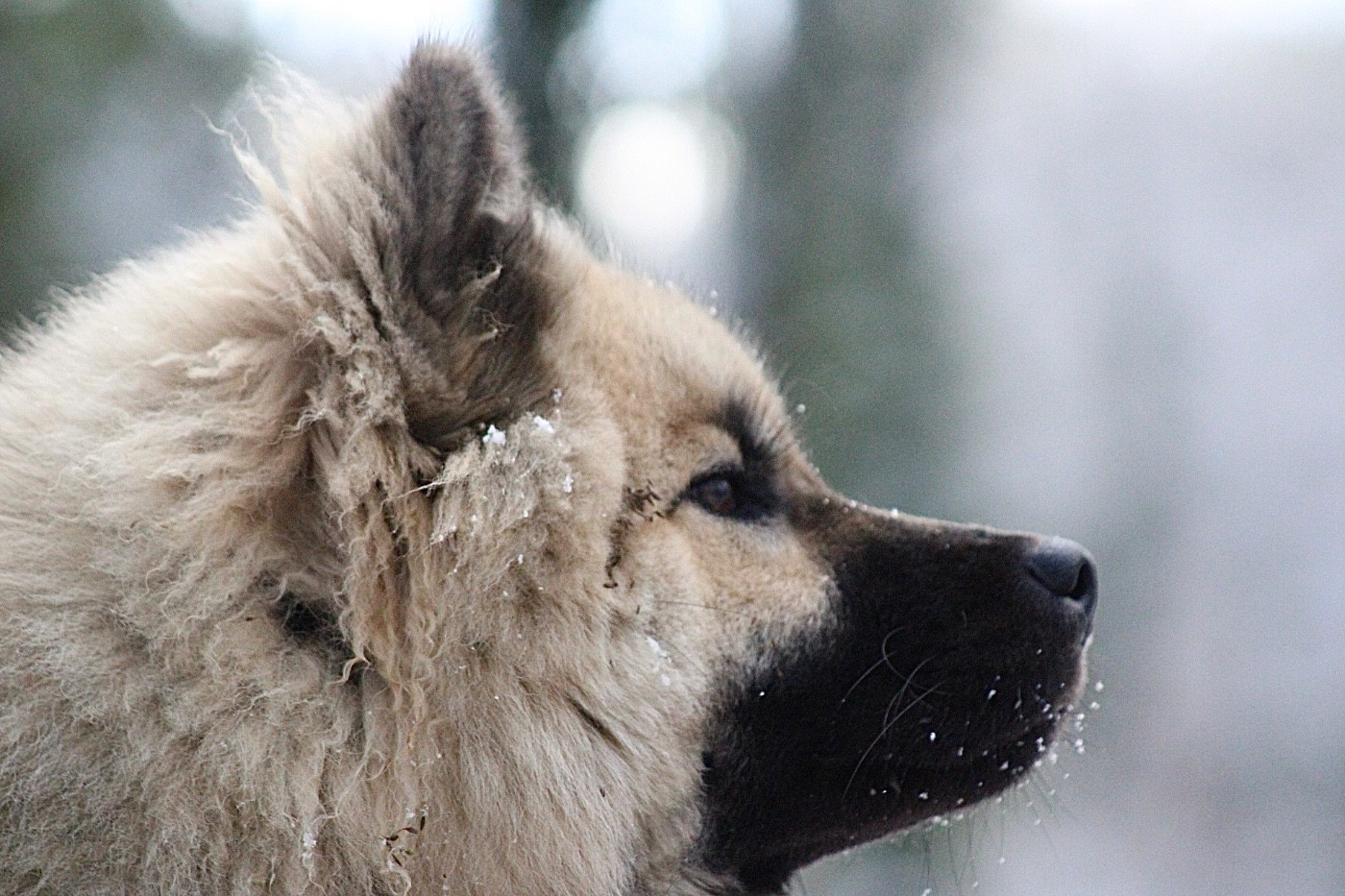 Publication : Des Traces De Loup