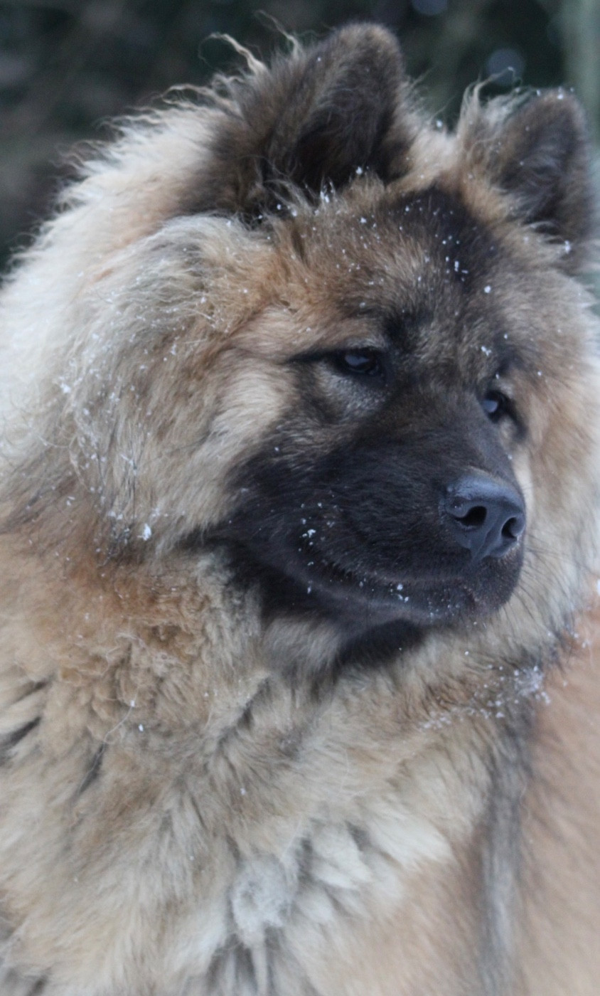 Publication : Des Traces De Loup