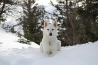 Des Traces De Loup
