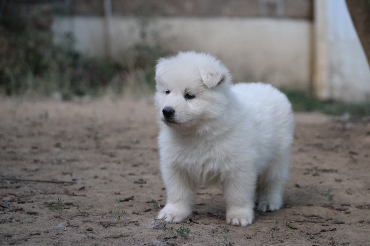 Chiot N°3
