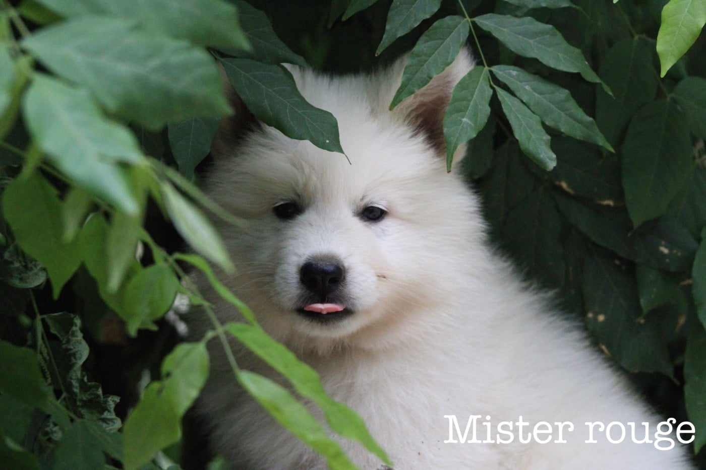 Chiot N°3