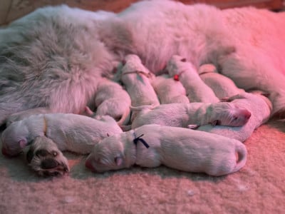 Chiot N°5 - Berger Blanc Suisse