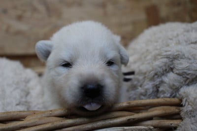 Les chiots de Berger Blanc Suisse