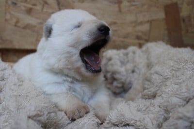 Les chiots de Berger Blanc Suisse
