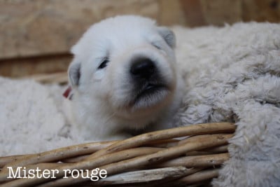 Les chiots de Berger Blanc Suisse