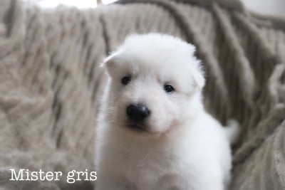 Les chiots de Berger Blanc Suisse