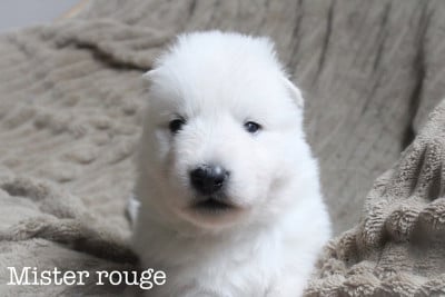Les chiots de Berger Blanc Suisse