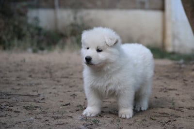 Les chiots de Berger Blanc Suisse