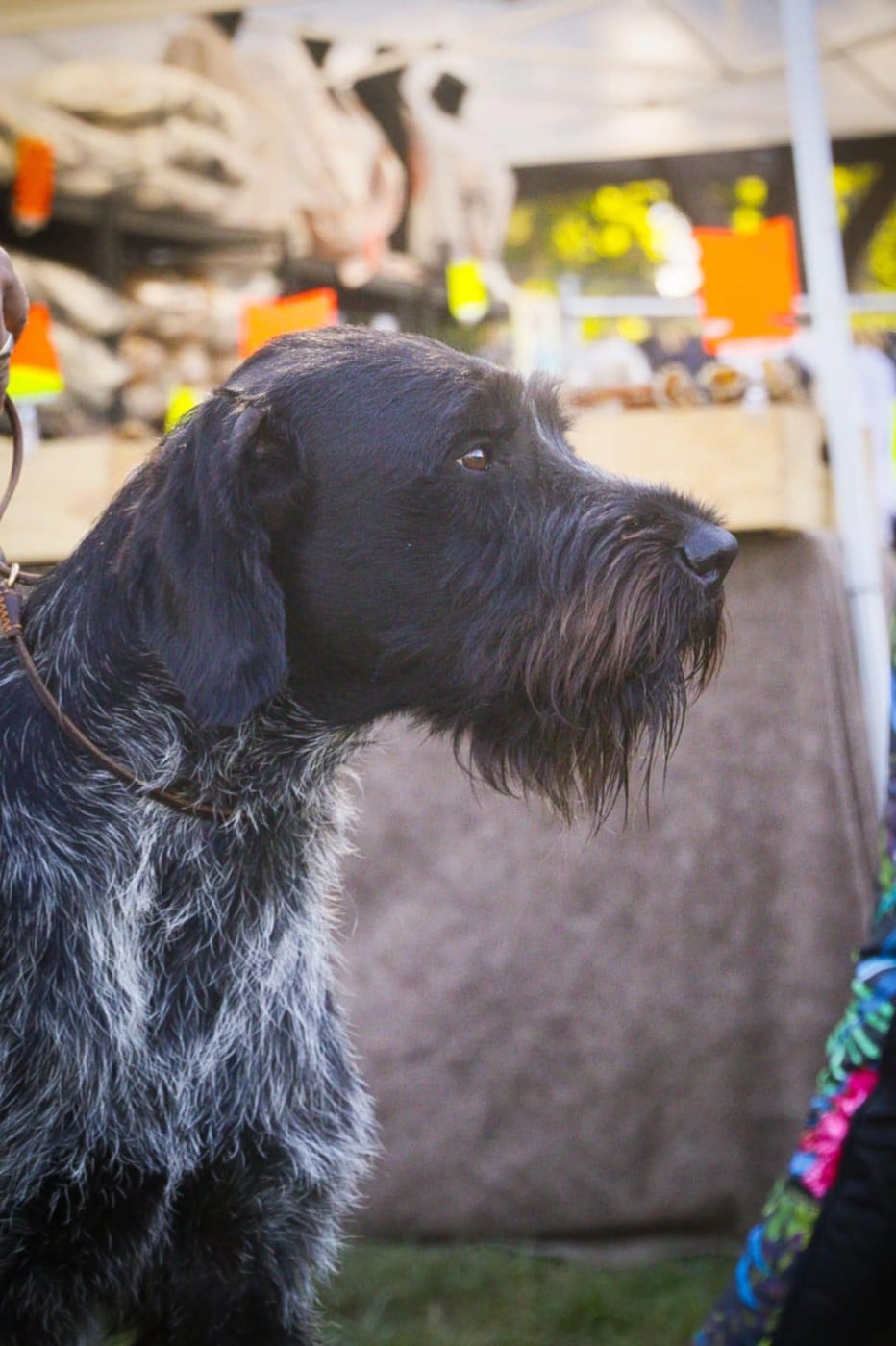 Taiko de la ronce des gerfauts