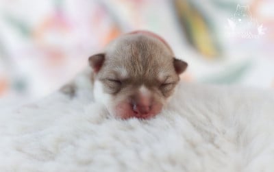 Les chiots de Siberian Husky