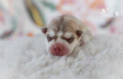Les chiots de Siberian Husky