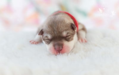 Les chiots de Siberian Husky