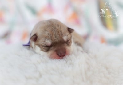 Les chiots de Siberian Husky