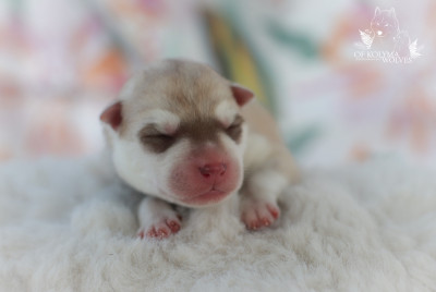 Les chiots de Siberian Husky