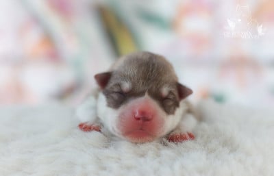 Les chiots de Siberian Husky