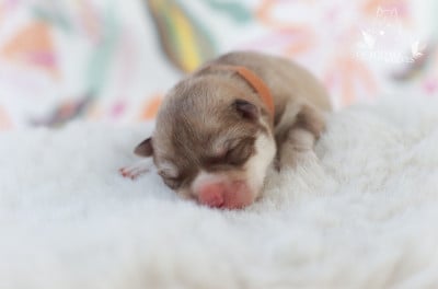 Les chiots de Siberian Husky