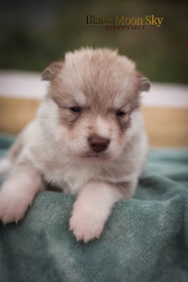Les chiots de Siberian Husky