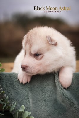 Les chiots de Siberian Husky