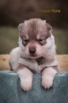 Les chiots de Siberian Husky