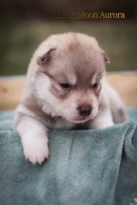 Les chiots de Siberian Husky